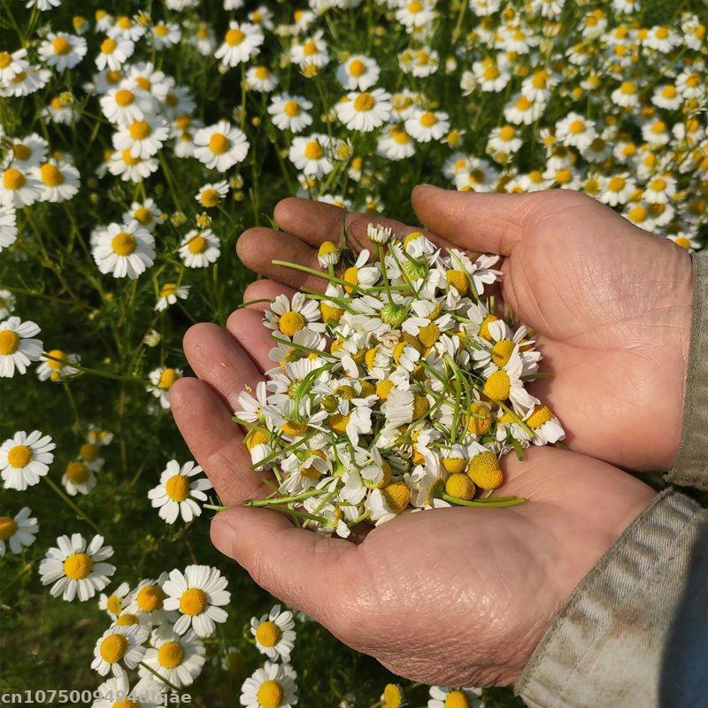 100%天然カモミール乾燥花、パルテニウム、菊、家庭用美容ケ - Chamomile Tea のレビューと価格